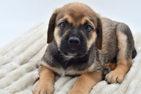 [#25230-05]  - Brown M Rottweiler/Mastiff Puppies for Sale