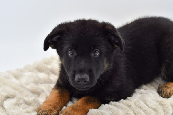 [#251792-04]  - Black / Tan M German Shepherd Dog Puppies for Sale