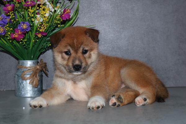 [#252104-02]  - Red F Shiba Inu Puppies for Sale