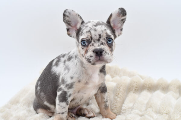 [#252021-01]  - Blue Merle M French Bulldog Puppies for Sale