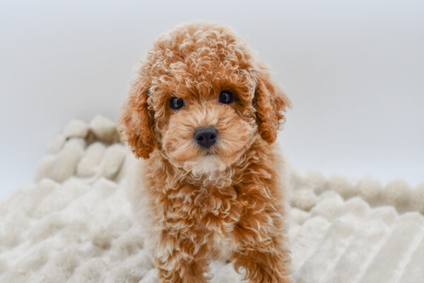[#25749-01]  - Apricot M Poodle Mini Puppies for Sale
