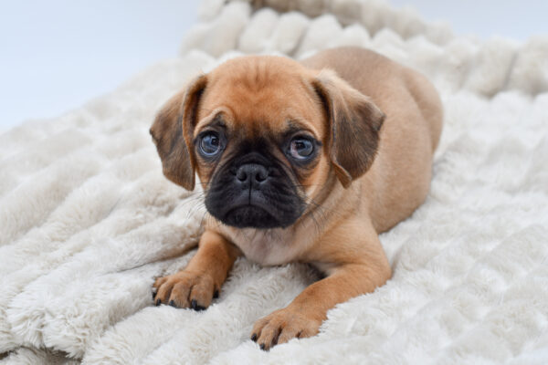 [#251445-02]  - M Chug Puppies for Sale