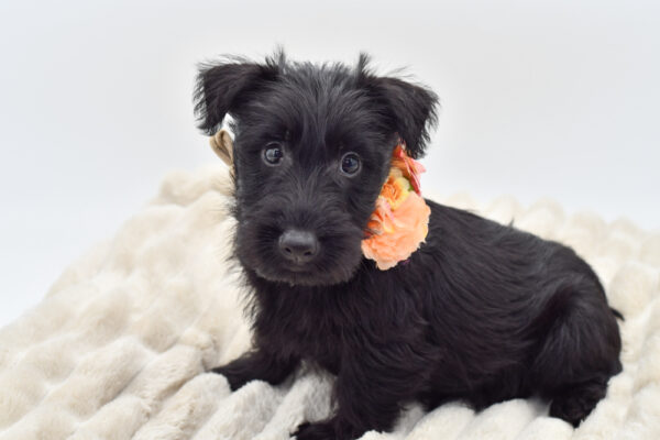 [#251504-06]  - Black F Scottish Terrier Puppies for Sale