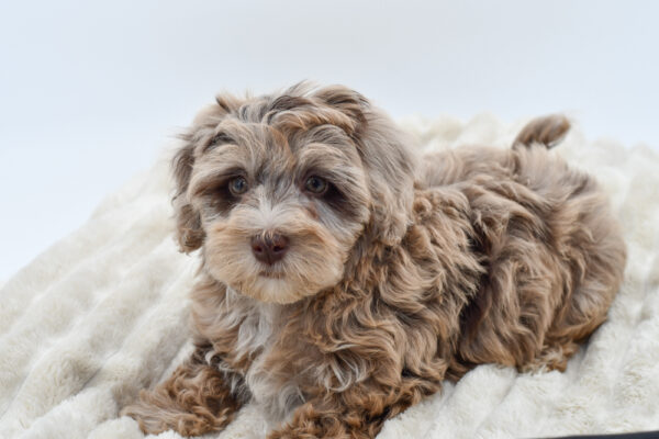 [#251535-04]  - Chocolate Merle F Havapoo Puppies for Sale