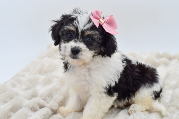 [#251539-04]  - White / Black F Teddy Bear Puppies for Sale