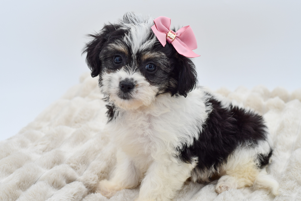 Pet Store Banner