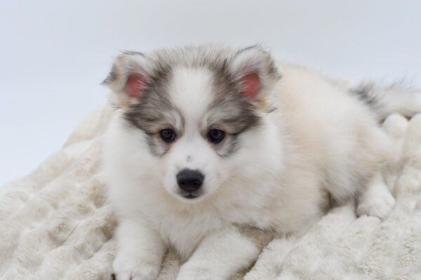 [#25223-01]  - Black / White M Huskimo Puppies for Sale