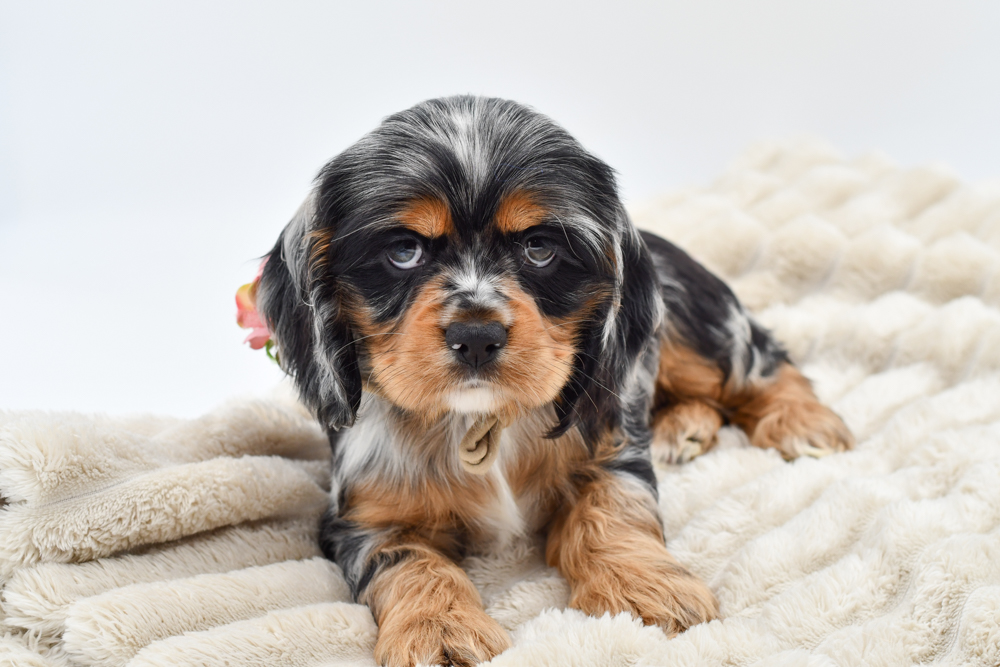 Pet Store Banner