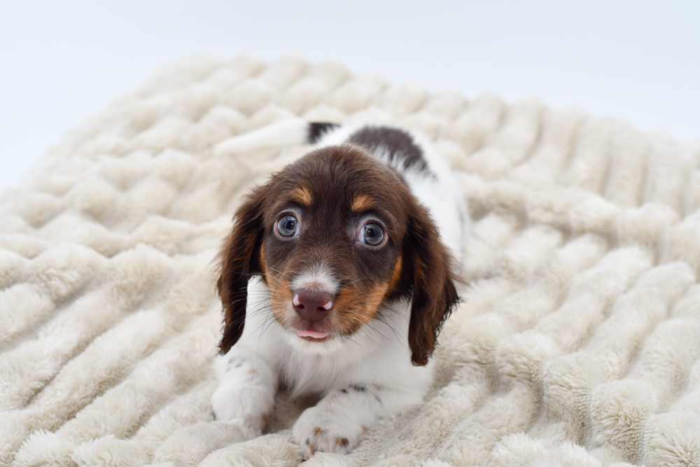 Pet Store Banner