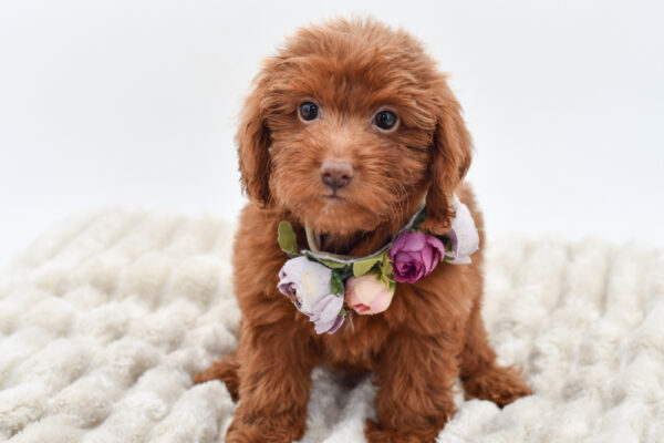 [#2554-06]  - Red F Poodle Mini/Goldendoodle Mini Puppies for Sale