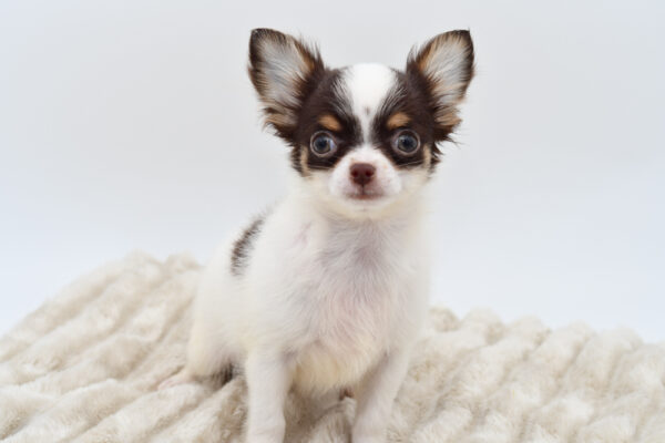 [#251686-01]  - White / Chocolate M Chihuahua Puppies for Sale
