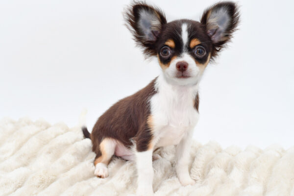[#251690-02]  - Chocolate / White M Chihuahua Puppies for Sale