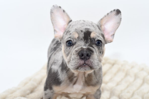 [#252126-01]  - Blue Merle M French Bulldog Puppies for Sale