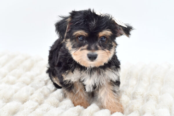 [#251524-03]  - Black / Tan F Yochon Puppies for Sale
