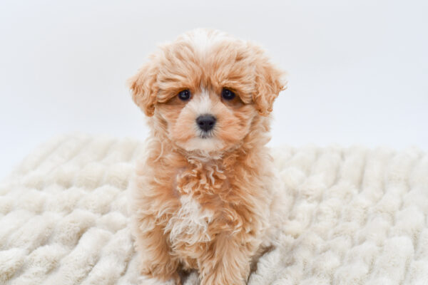 [#251618-02]  - Apricot M Maltipoo Puppies for Sale