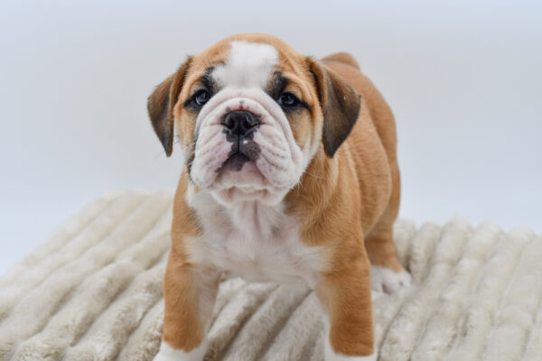[#251712-02]  - Red / White M English Bulldog  Puppies for Sale