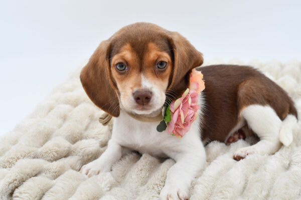 [#25251-03]  - Chocolate / White F Beagle Puppies for Sale