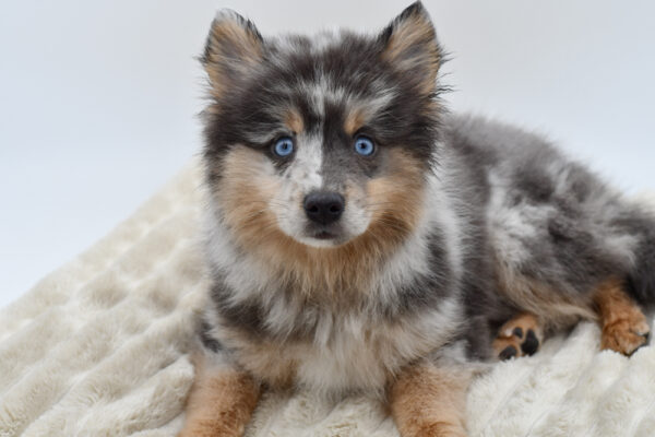 [#251946-01]  - Blue Merle M Pomsky 2nd Gen Puppies for Sale