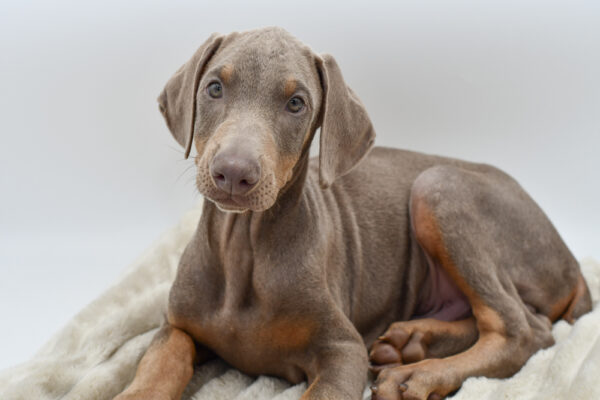 [#252117-01]  - Fawn (Isabella) / Rust M Doberman Pinscher Puppies for Sale