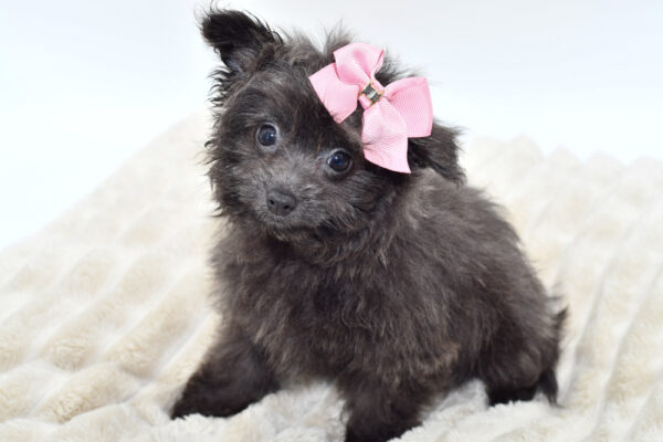 [#252145-03]  - Blue F PomAPoo Puppies for Sale