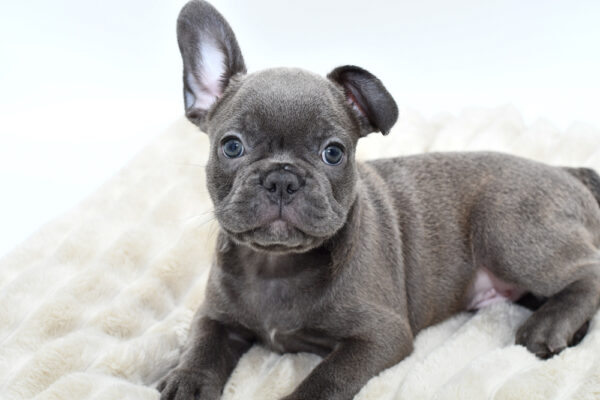 [#252370-01]  - Blue M French Bulldog Puppies for Sale