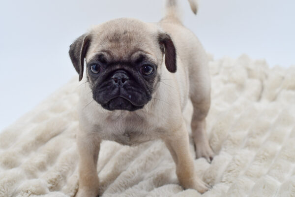 [#252069-02]  - Fawn M Pug Puppies for Sale