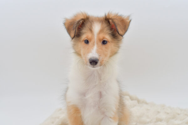 [#252090-02]  - Sable / White F Shetland Sheepdog Puppies for Sale