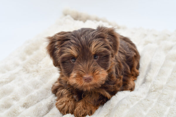 [#251689-04]  - Chocolate M Yorkshire Terrier Puppies for Sale
