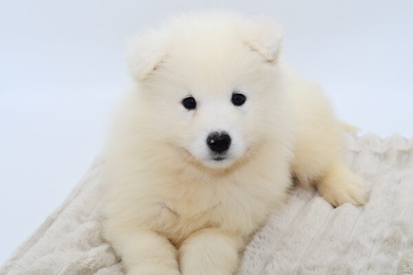 [#25269-01]  - Cream M Samoyed Puppies for Sale