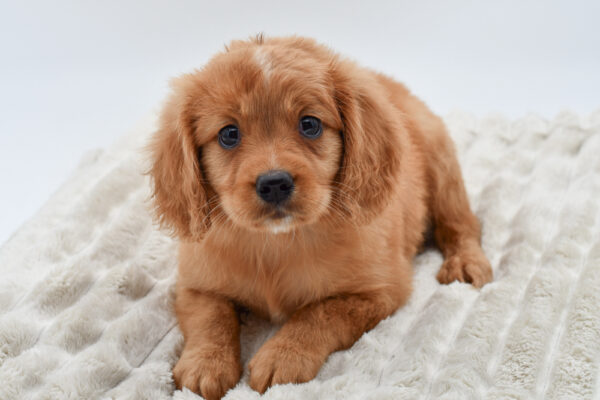 [#25277-02]  - Golden M Mini Golden Retriever Puppies for Sale