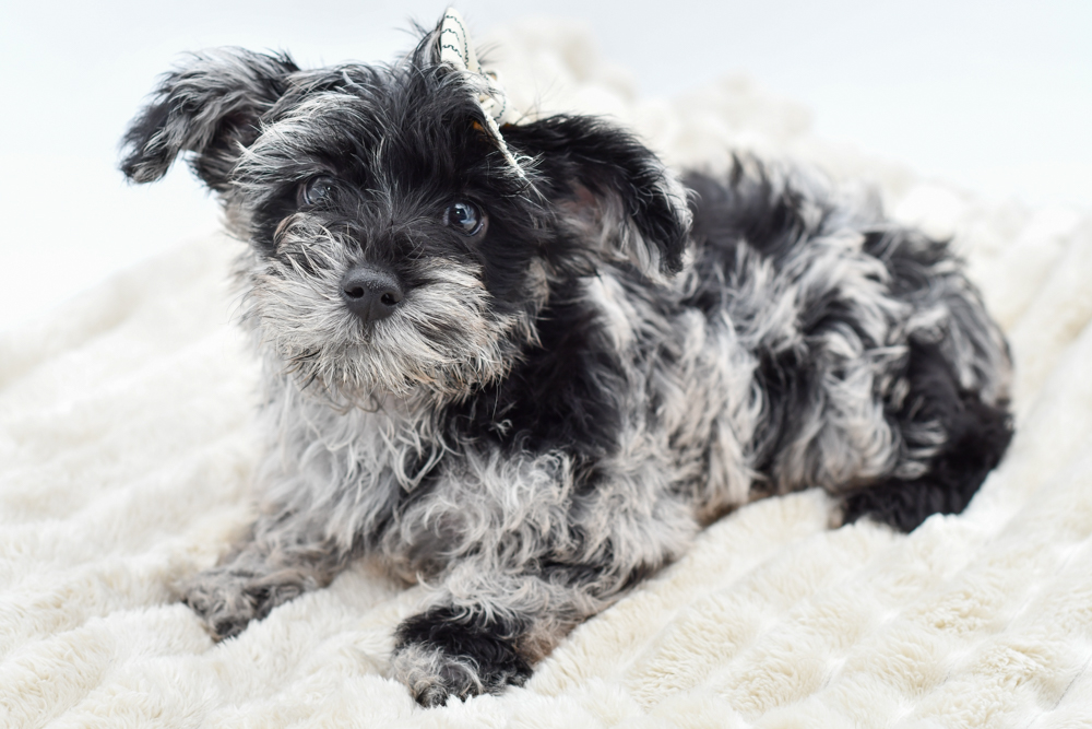 Puppyland Yorkie Poo Puppies For Sale Near Me Yorkiepoo Puppy Blk