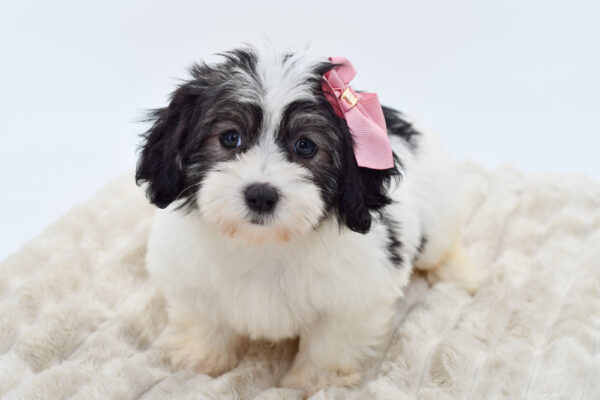 Puppies For Sale Coton De Tulear Breeder Near Me De Tulear Puppies