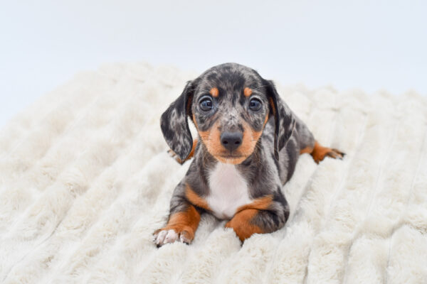 [#251768-01]  - Silver Dapple M Dachshund Puppies for Sale