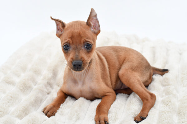 [#251777-01]  - Red M Miniature Pinscher Puppies for Sale