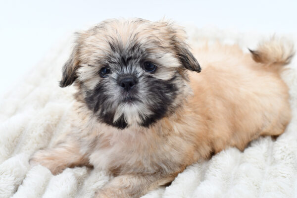 [#25759-01]  - Sable / White M Shih Tzu Puppies for Sale
