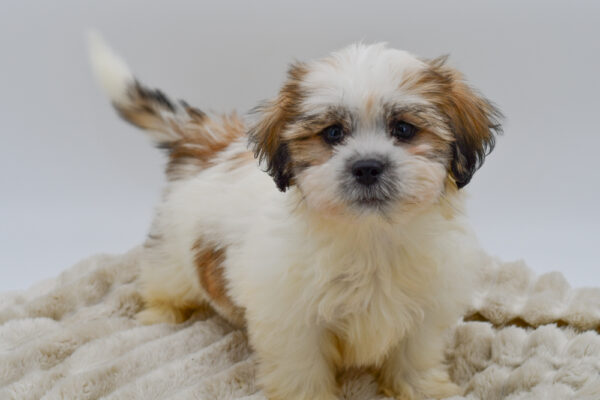 [#252131-05]  - Apricot M Teddy Bear Puppies for Sale
