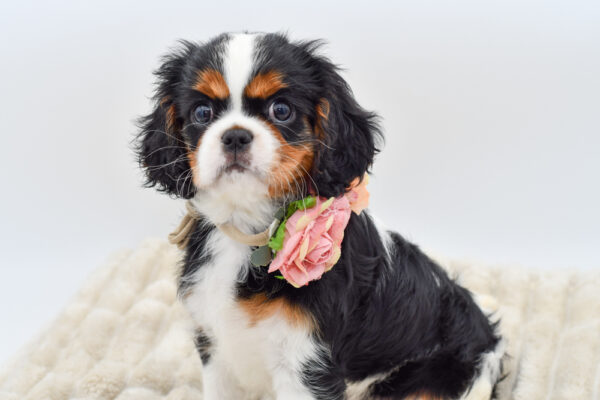 [#252138-02]  - Tri-Colored F Cavalier King Charles Spaniel Puppies for Sale