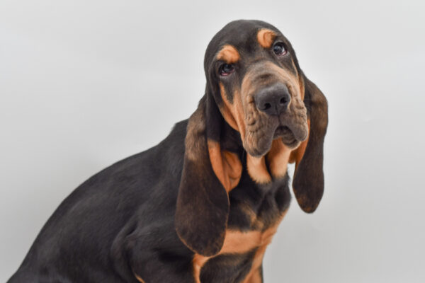 [#252548-01]  - Black / Tan M Bloodhound Puppies for Sale