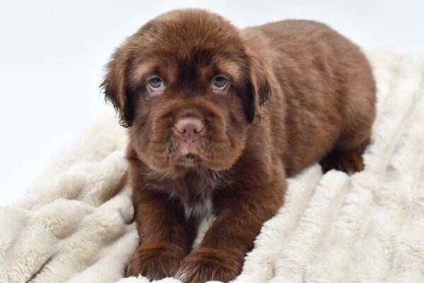 [#251734-08]  - Chocolate M Hippo Mini Puppies for Sale