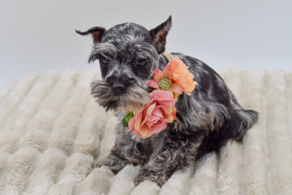 [#251810-04]  - Blue Merle F Miniature Schnauzer Puppies for Sale