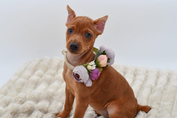 [#251811-03]  - Red F Miniature Pinscher Puppies for Sale