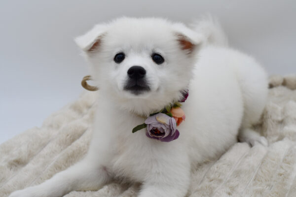 [#252273-06]  - White F American Eskimo Dog Puppies for Sale