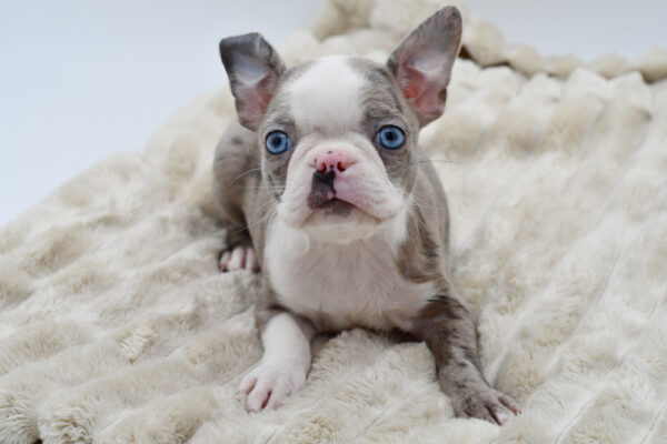 [#252296-03]  - Blue Merle F Boston Terrier Puppies for Sale