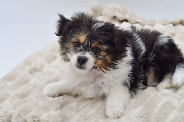 [#252405-02]  - Black / White M Pomeranian/Yorkie Puppies for Sale
