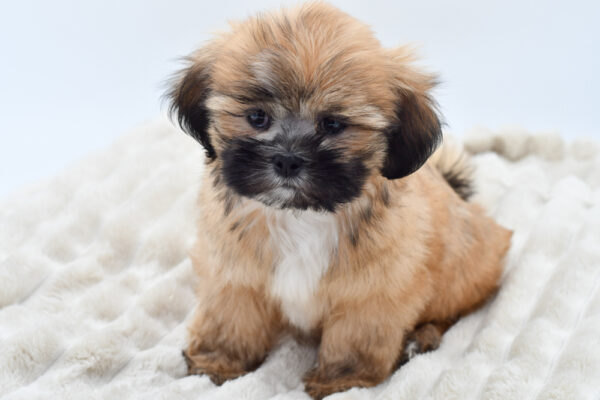[#252428-02]  - Brindle M Lhasa Apso Puppies for Sale