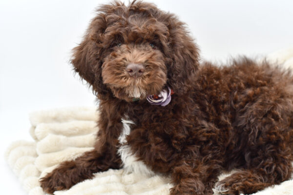 [#252281-03]  - Brown F Lagotto Romagnolo Puppies for Sale
