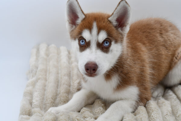 [#252403-03]  - Red / White F Siberian Husky Puppies for Sale