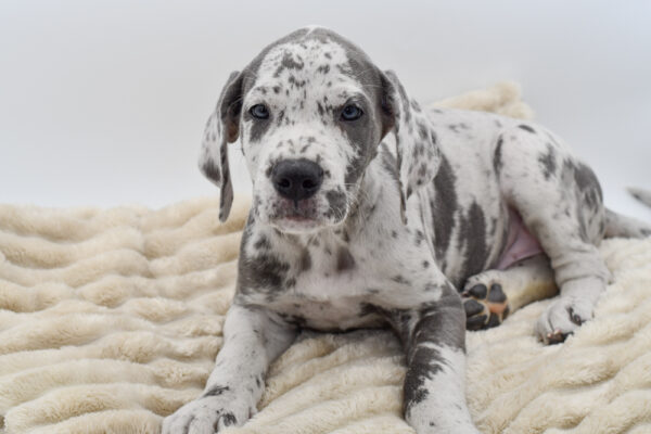 [#252498-03]  - Merlequin M Great Dane Puppies for Sale