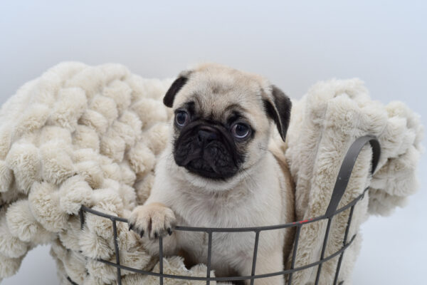 [#251749-02]  - Fawn M Pug Puppies for Sale