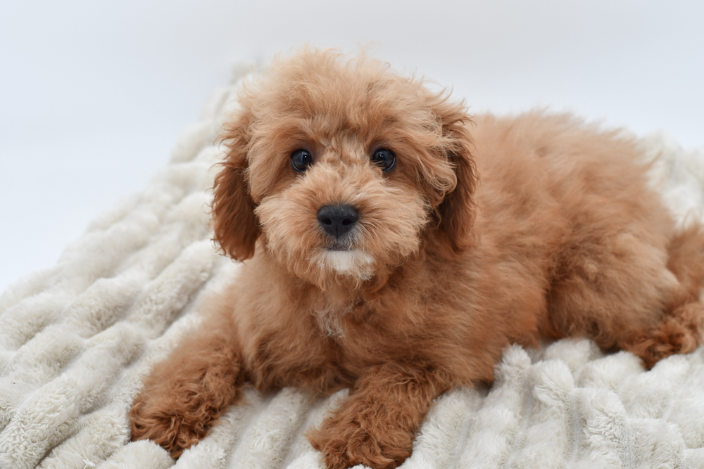 Cavapoo Puppy Red ID: 39374 Located at Petland Novi, Michigan